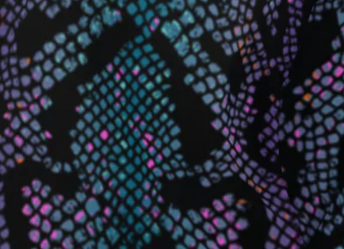 Purple Snake